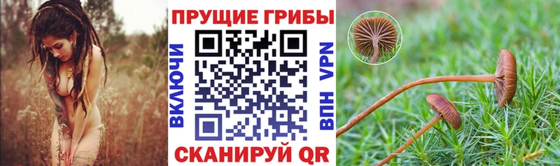 Галлюциногенные грибы Cubensis  Купить закладки  Кукмор 
